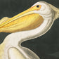 Vintage Pelican Illustration Mural Wallpaper