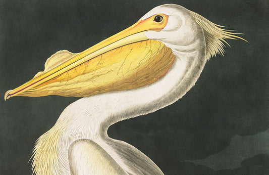 Vintage Pelican Illustration Mural Wallpaper