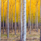 Papier Peint Panoramique Forêt de Bouleau