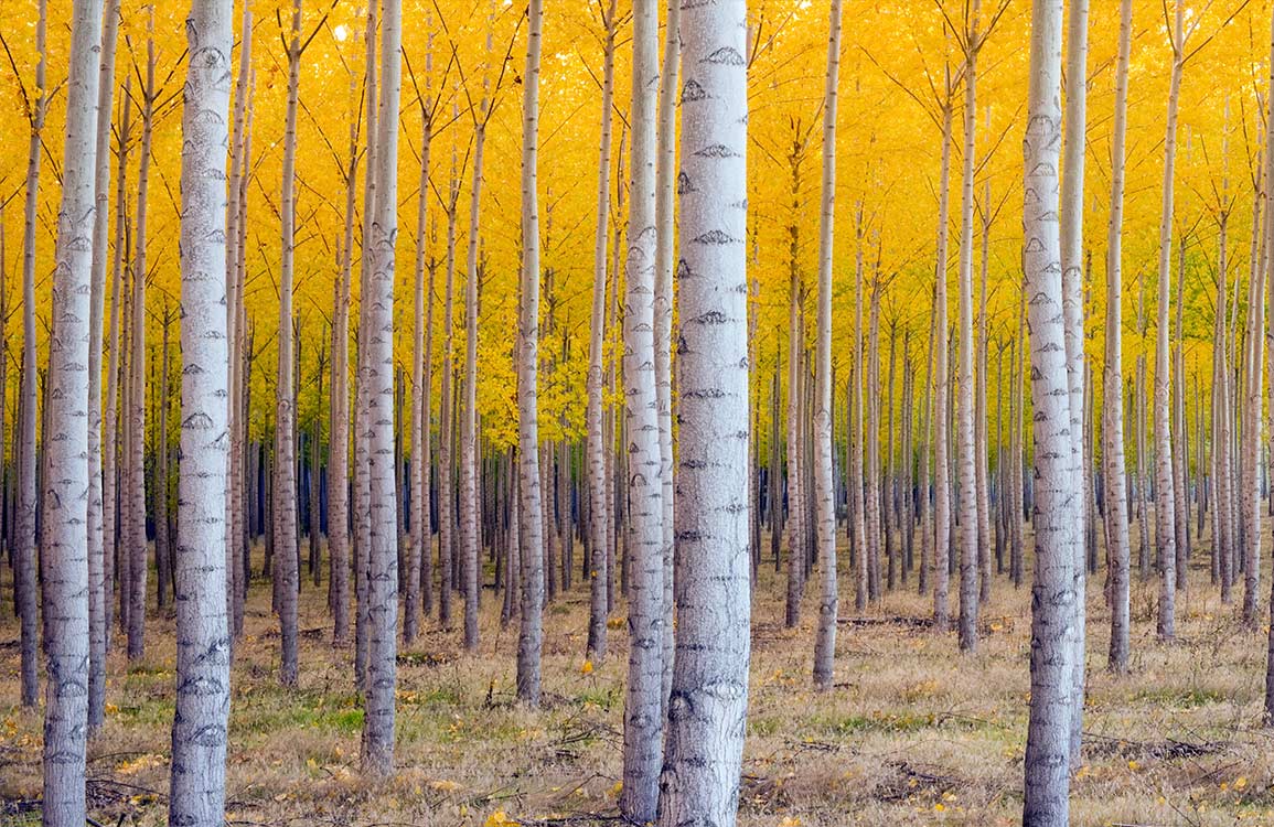 Yellow Autumn Birch Tree Mural Wallpaper
