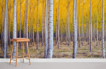 Yellow Autumn Birch Tree Mural Wallpaper