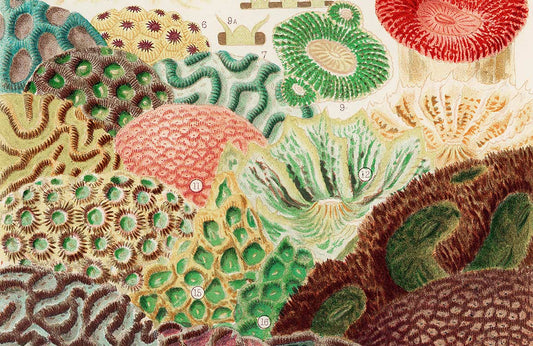 Vintage Botanical Coral Mural Wallpaper