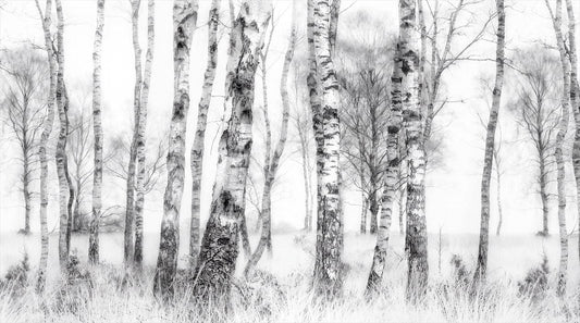 White birch forest wallpaper mural in a grey modern interior