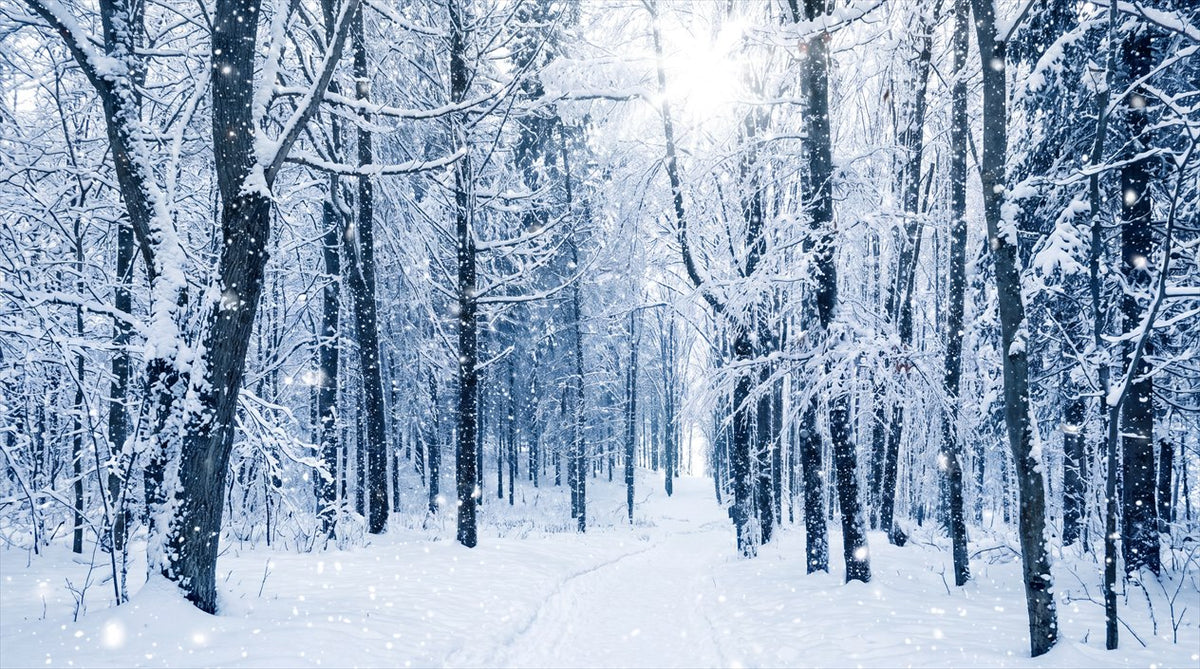 Silver Blue Winter Forest Wallpaper Mural