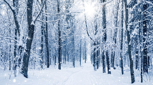 Silver Blue Winter Forest Wallpaper Mural complete artwork