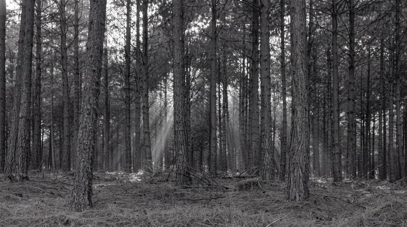 Monochrome Pine Forest Halloween Wallpaper Mural