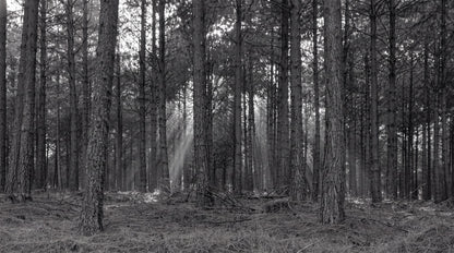 Monochrome Pine Forest Halloween Wallpaper Mural - image 2