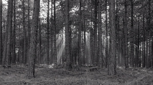 Monochrome Pine Forest Halloween Wallpaper Mural - image 2
