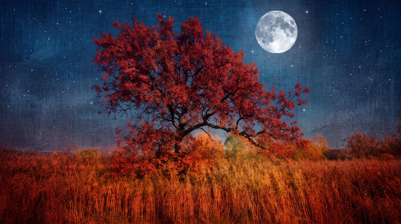 Red Autumn Tree Under Full Moon Halloween Wallpaper Mural - image 2
