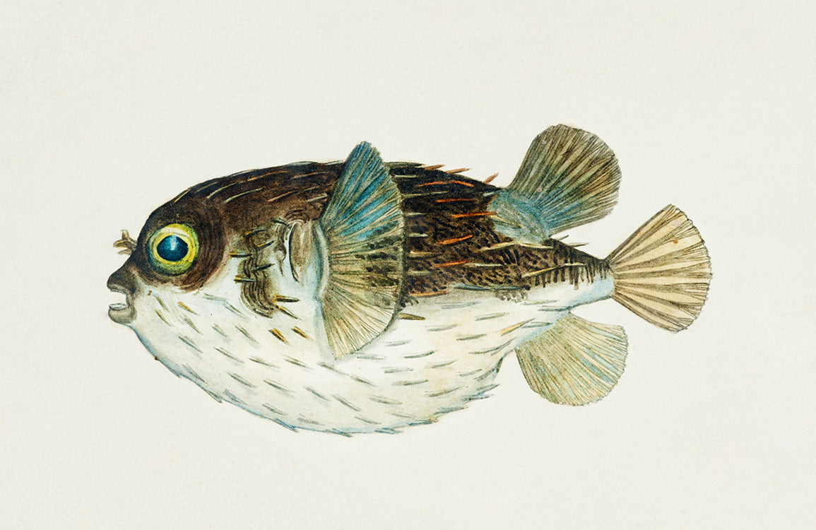 Vintage Nautische Vogelillustration Wandtapete