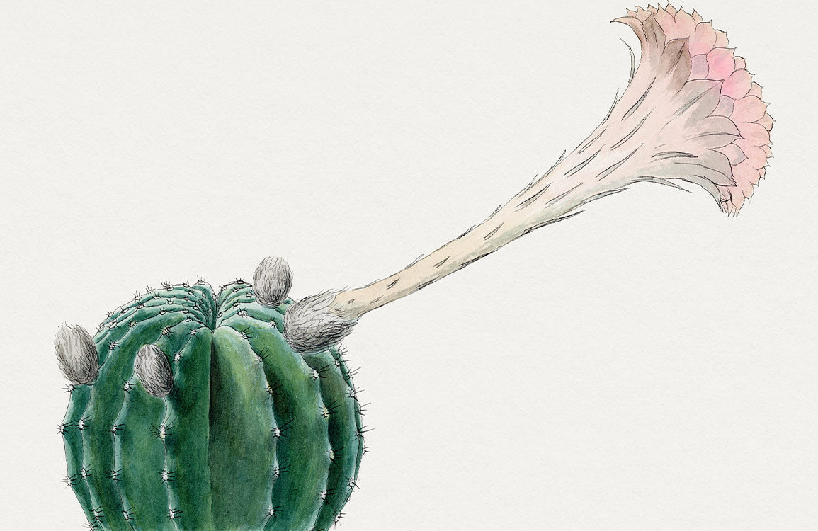 Botanical Cactus Bloom Watercolor Mural Wallpaper