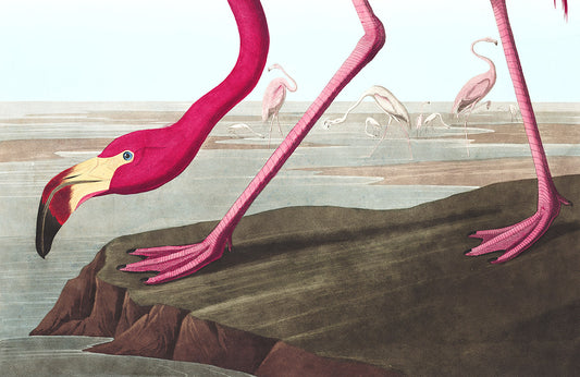 Vintage Flamingo Illustration Mural Wallpaper