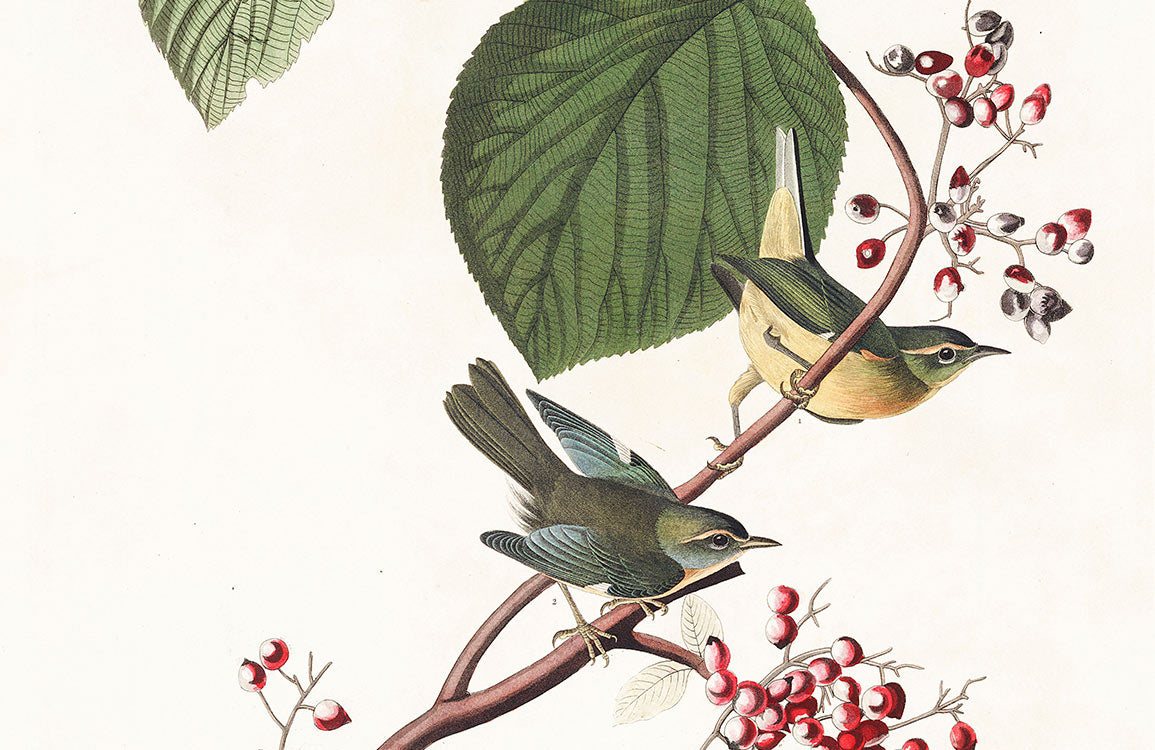 Vintage Botanical Bird Illustration Mural Wallpaper