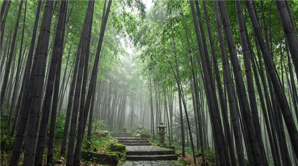 Bamboo Forest Path Green Wallpaper Mural