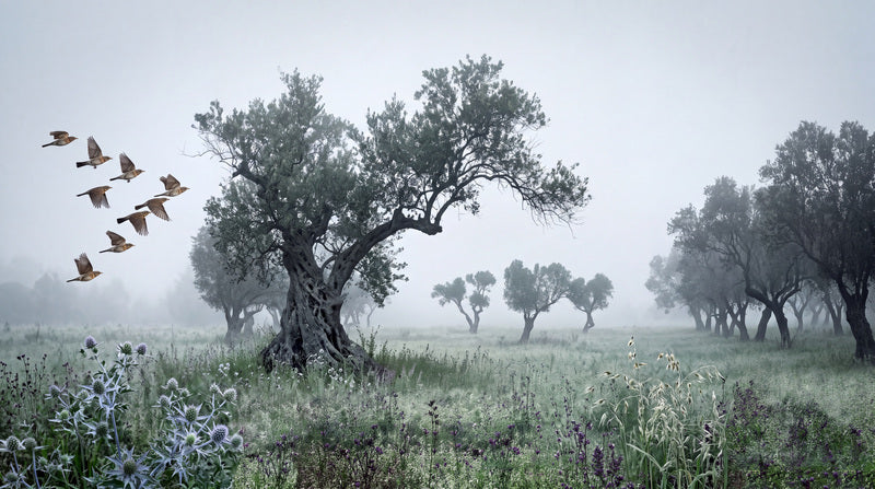 Misty Ancient Tree and Flying Birds Halloween Wallpaper Mural