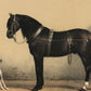 Papier Peint Panoramique Cheval et Chien