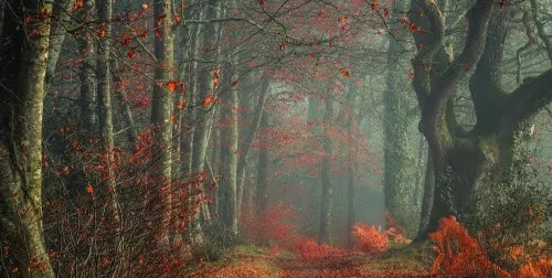 Papier Peint Panoramique Rouge dans la Forêt