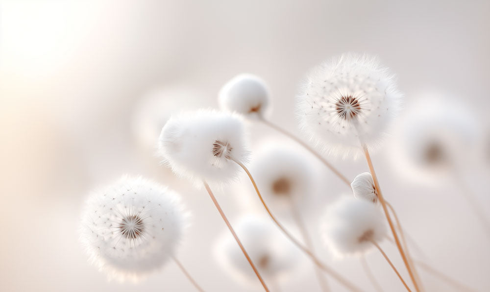 Airy Dandelion Poise Mural Wallpaper