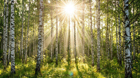 Sunlit Birch Forest Wallpaper Mural design detail
