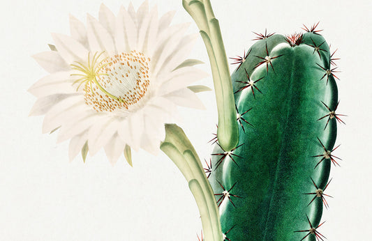 Botanical Cactus Flower Illustration Mural Wallpaper