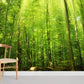 Light Through Forest Room Wallpaper Decoration Idea