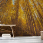 Wallpaper mural featuring a looking-up at autumn birches scene for use in decorating the hallway