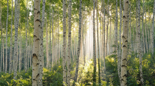 Green Tree Birch Forest Wallpaper Mural room scene