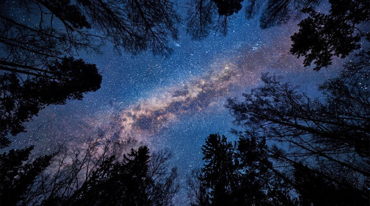 Starry Sky Pine Forest Wallpaper Mural pattern artwork