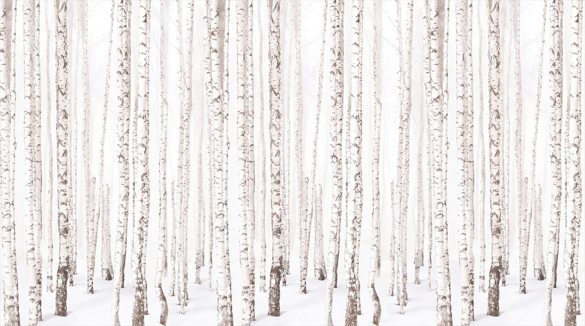 Simple White Birch Forest Wallpaper Mural