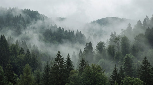 Grey Misty Pine Forest Wallpaper Mural - 2