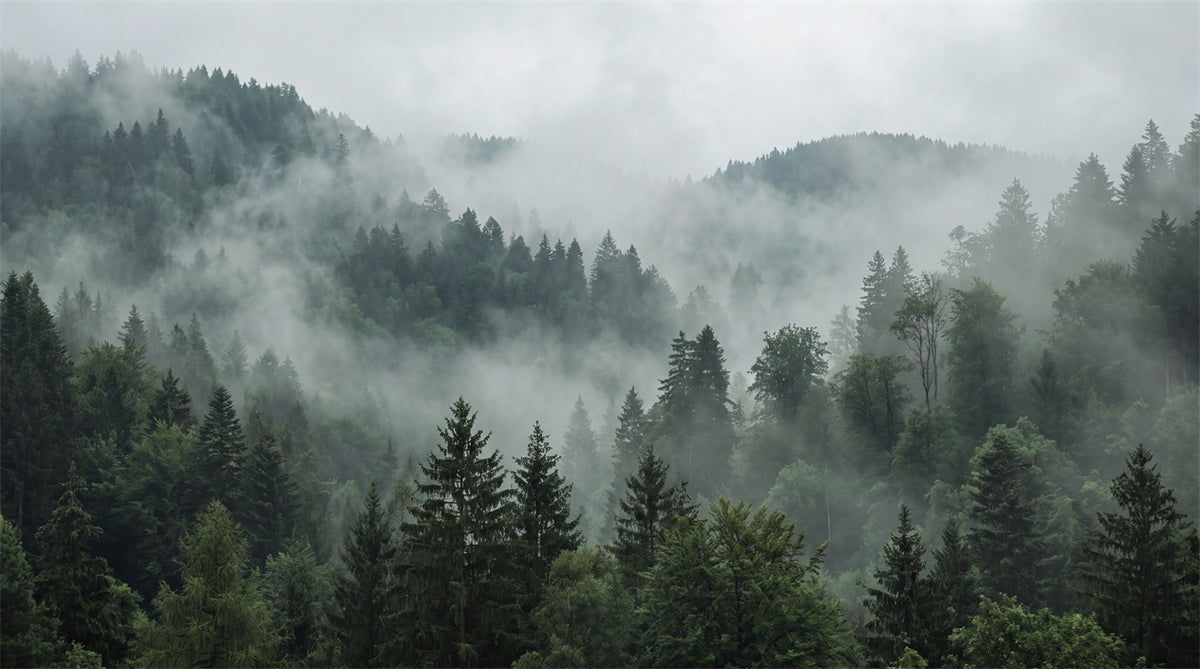 Grey Misty Pine Forest Wallpaper Mural - 2