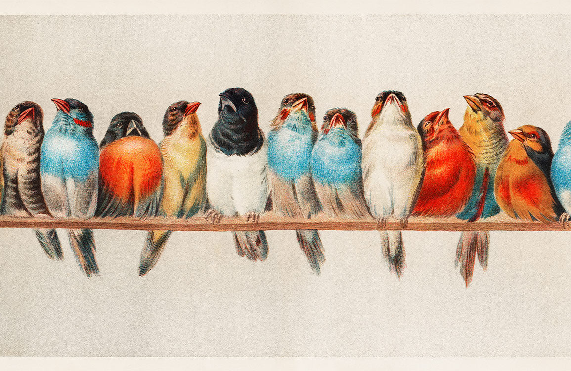 Colorful Perched Bird Row Mural Wallpaper