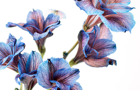 Papier Peint Panoramique Morning Glory Cluster