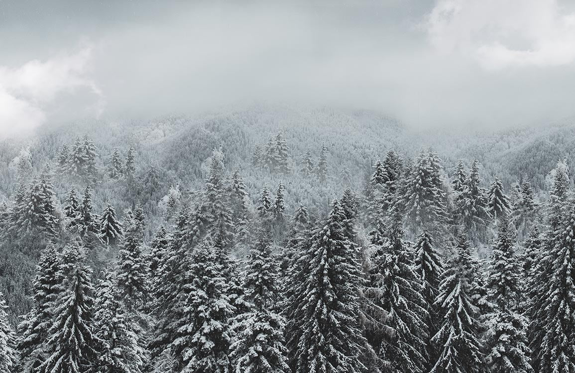 Papier Peint Panoramique Forêt enneigée