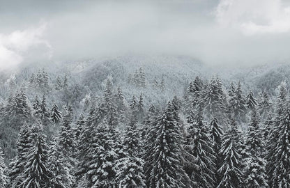 Winter Forest Snowscape Mural Wallpaper