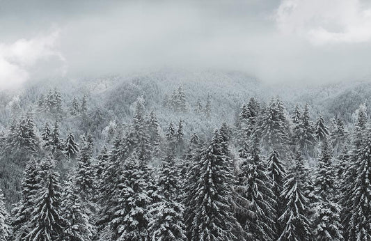 Winter Forest Snowscape Mural Wallpaper