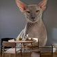 Elegant Grey Sphynx Cat Mural Wallpaper