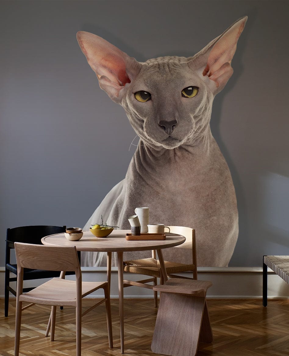 Elegant Grey Sphynx Cat Mural Wallpaper