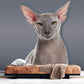 Elegant Grey Sphynx Cat Mural Wallpaper