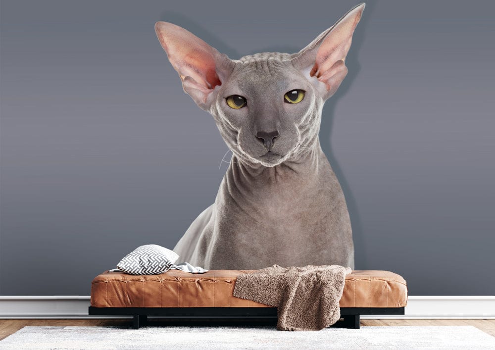 Elegant Grey Sphynx Cat Mural Wallpaper