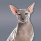 Elegant Grey Sphynx Cat Mural Wallpaper