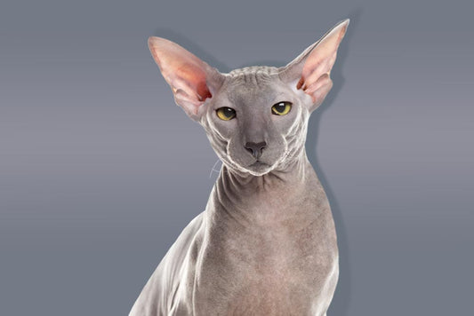 Elegant Grey Sphynx Cat Mural Wallpaper