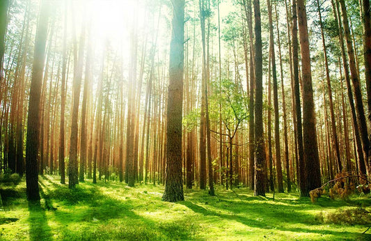 Sunlit Forest Landscape Mural Wallpaper