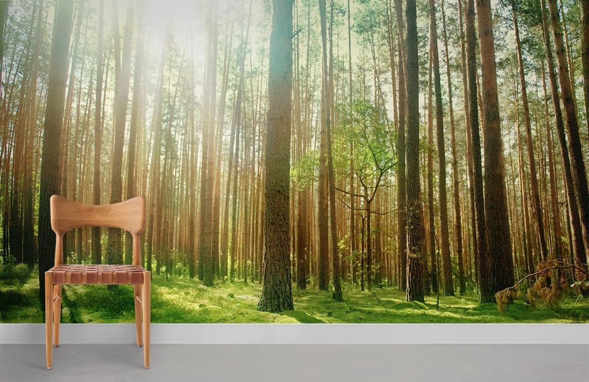 Sunlit Forest Landscape Mural Wallpaper