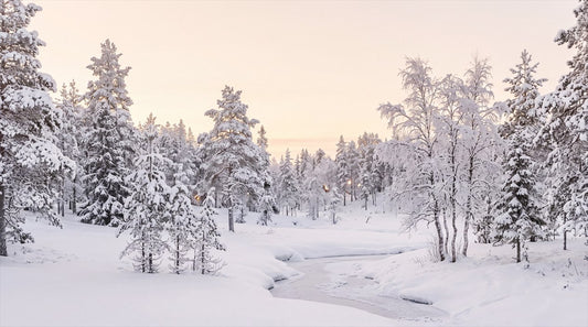 Icy Holiday Winter Forest Wallpaper Mural room scene