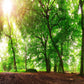 Papier Peint Panoramique Arbres Tordus