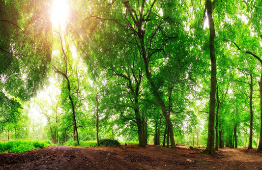 Papier Peint Panoramique Arbres Tordus