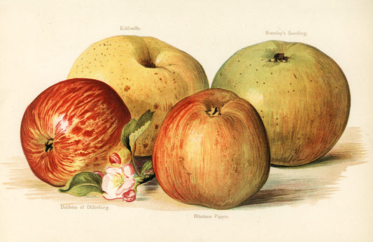 Vintage Botanical Apple Illustration Mural Wallpaper