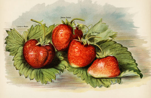 Vintage Botanical Strawberry Mural Wallpaper