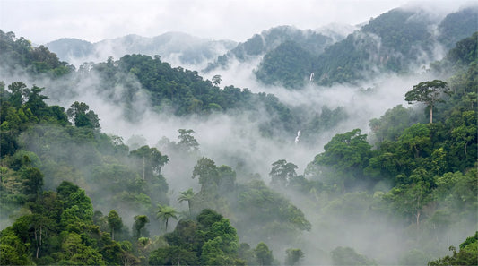 Hazy Misty Forest Wallpaper Mural pattern